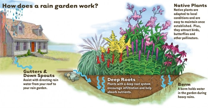 How-Rain-Garden-works4